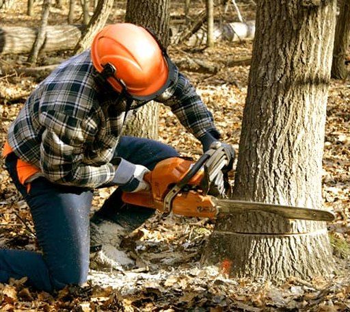 Tree Removal in Los Ebanos, TX